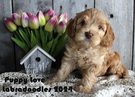 Featured Labraddodle Puppy Alberta