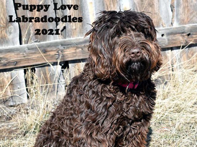 Bayley - Upcoming Labradoodle Litter