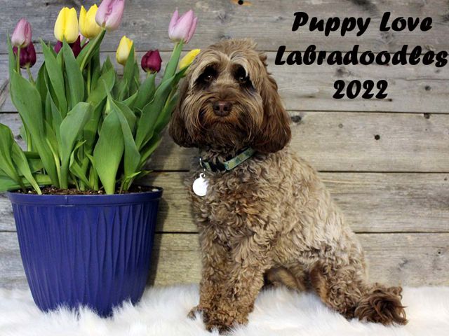 Bee - Labradoodle Girl - Puppy Love Labradoodles