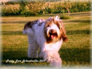 Channel Labradoodle