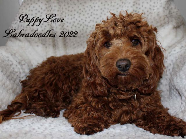 Dixie - Labradoodle Girl - Puppy Love Labradoodles