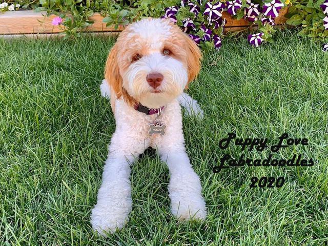 Halle - Labradoodle Girl - Puppy Love Labradoodles