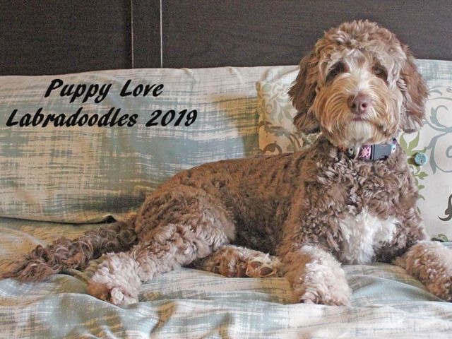 Heidi - Labradoodle Girl - Puppy Love Labradoodles