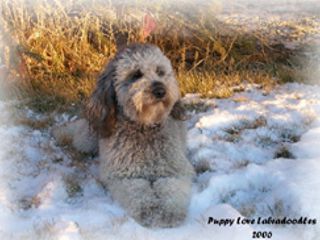 Mariana Labradoodle