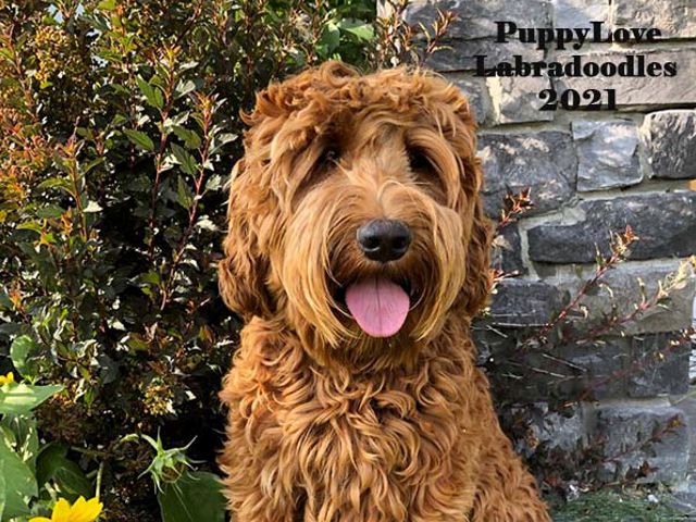 Moxie - Labradoodle Girl - Puppy Love Labradoodles