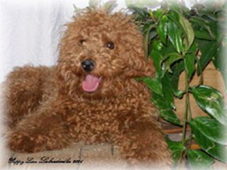 Nixie Labradoodle