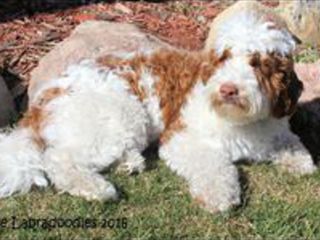 Paisley Labradoodle