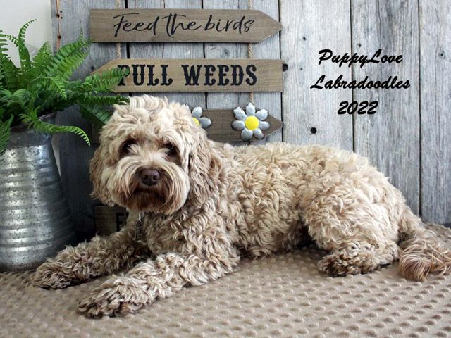 Penny - Labradoodle Girl - Puppy Love Labradoodles