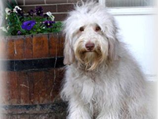 Tazzy Labradoodle