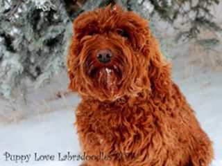 Ruby Labradoodle