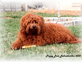 Tallutah Labradoodle