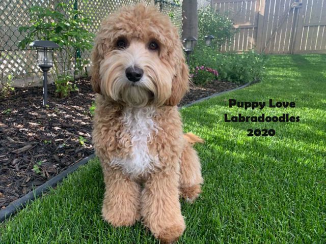 Bennie - Labradoodle Stud - Puppy Love Labradoodles