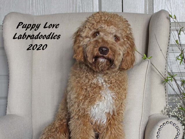 Mickey - Labradoodle Stud - Puppy Love Labradoodles