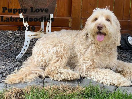 Mr Darcy - Labradoodle Stud - Puppy Love Labradoodles