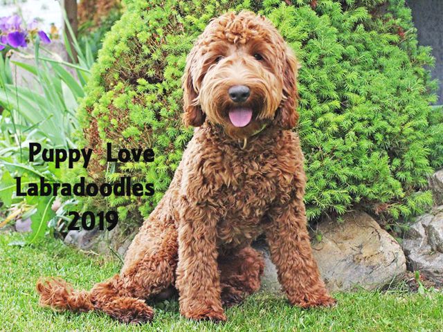 Riot - Labradoodle Stud - Puppy Love Labradoodles