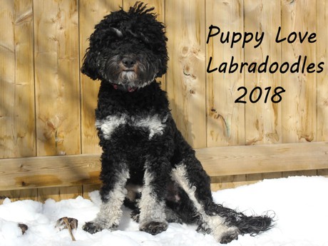 Rocky - Labradoodle Stud - Puppy Love Labradoodles