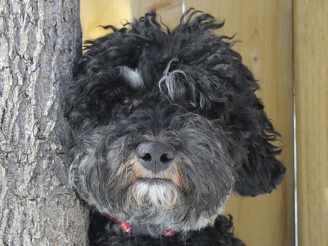 Rocky - Labradoodle Stud - Puppy Love Labradoodles