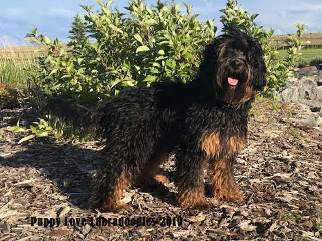 Smirk - Labradoodle Stud - Puppy Love Labradoodles