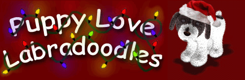 Puppy Love Labradoodles Alberta